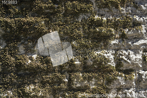 Image of old overgrown stone wall