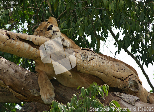 Image of Lion in Uganda