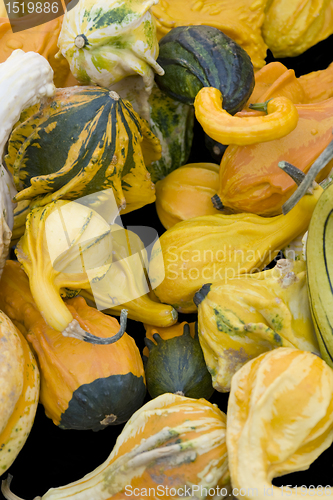 Image of lots of various curcurbits