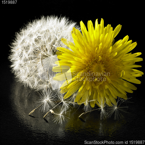 Image of dandelion flower and blowball