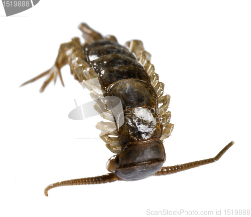 Image of dead supine centipede