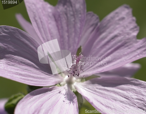 Image of light pink flower detail