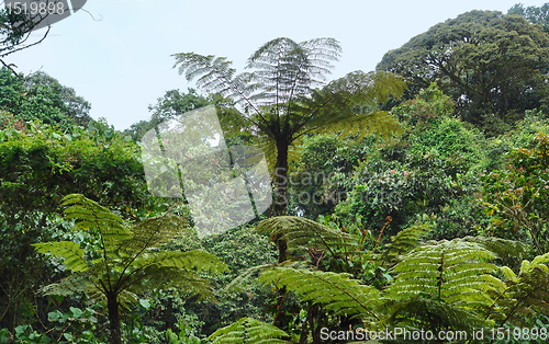 Image of vegetation in the Bwindi Impenetrable National Park