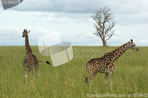 Image of two Giraffes in african savannah