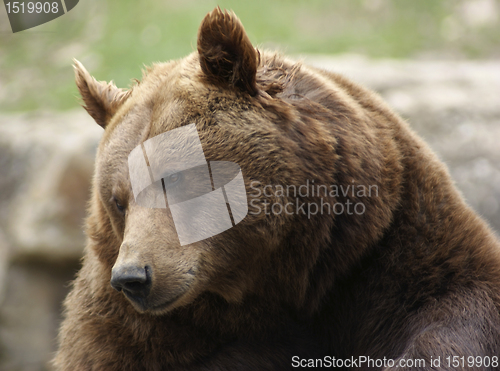 Image of portrait of a Brown Bear