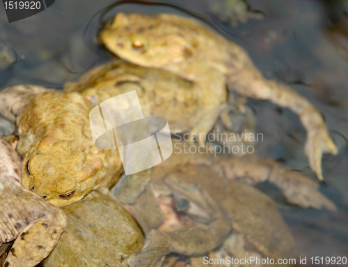 Image of lots of common toads