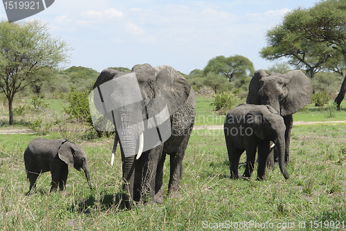 Image of group of Elephants in Africa