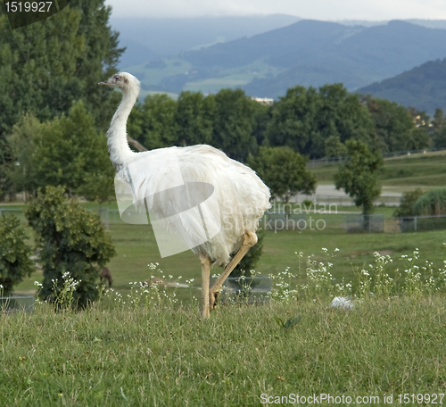 Image of Greater Rhea in natural back