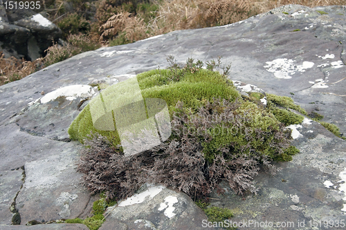 Image of moss on a stone near Stac Pollaidh