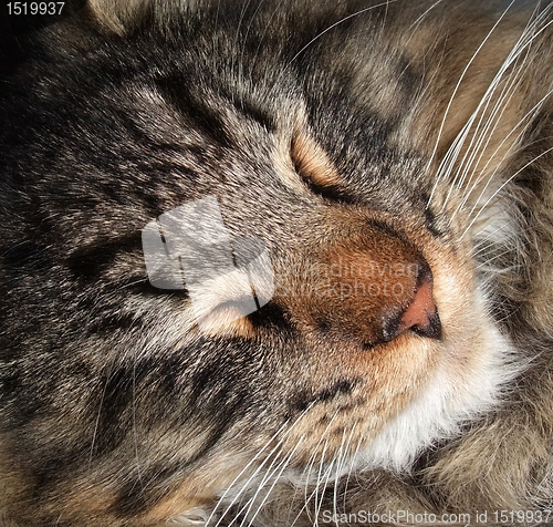 Image of sleeping cat portrait