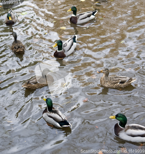 Image of wild ducks