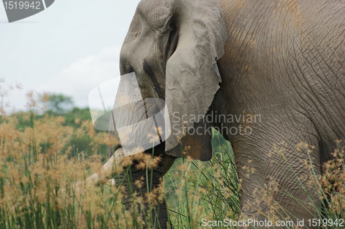 Image of Elephant detail in Uganda