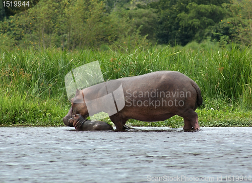 Image of Hippo calf and cow in Uganda