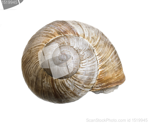 Image of reclusive grapevine snail