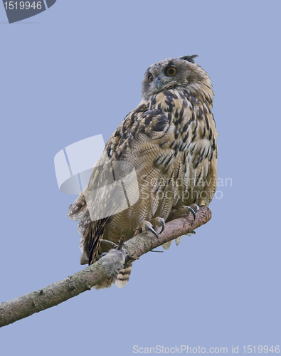 Image of eagle owl in blue back