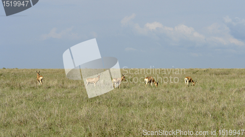 Image of Hartebeests in the savannah