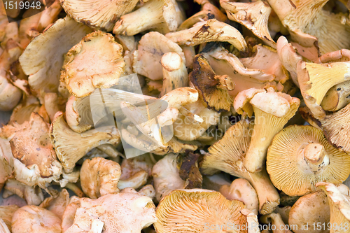 Image of full frame mushroom background