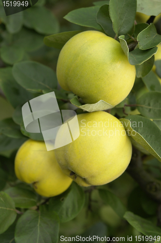 Image of yellow quinces and green leaves