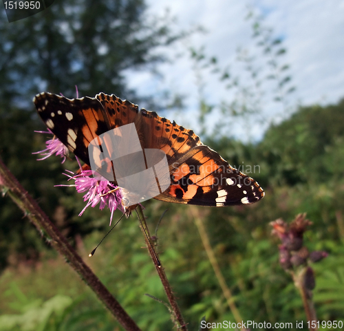 Image of Painted Lady butterfly at summer time