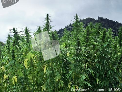 Image of hemp field detail