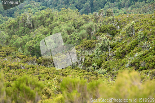 Image of vegetation around Mount Muhabura