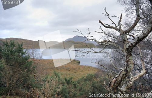 Image of awry tree in scottish landscape