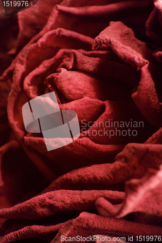 Image of dried red rose closeup