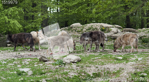 Image of pack of Gray Wolves near forest edge