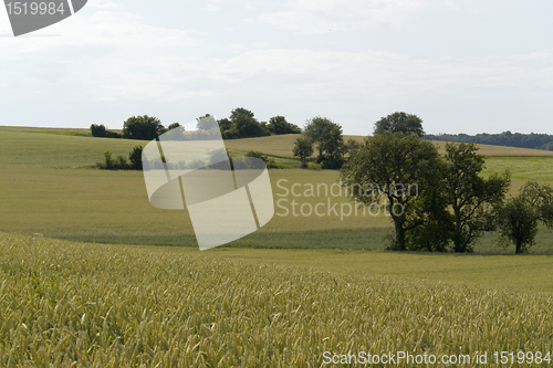 Image of agricultural panoramic scenery with grain field