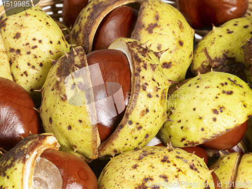 Image of horse chestnuts