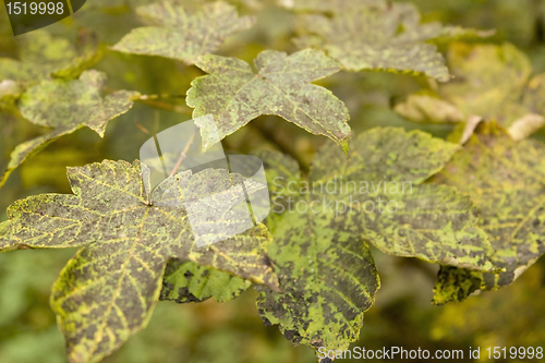 Image of dappled autumn leaves