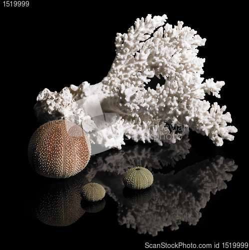 Image of coral and sea urchins