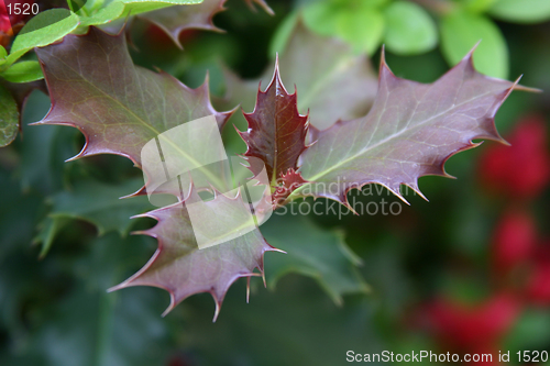 Image of holly plant