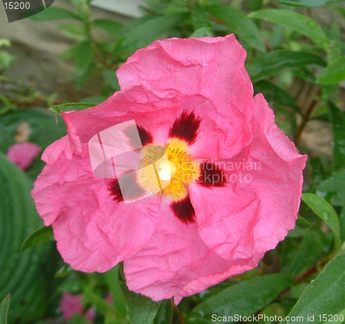 Image of Paper rose