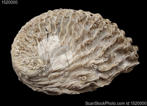 Image of Abalone seashell