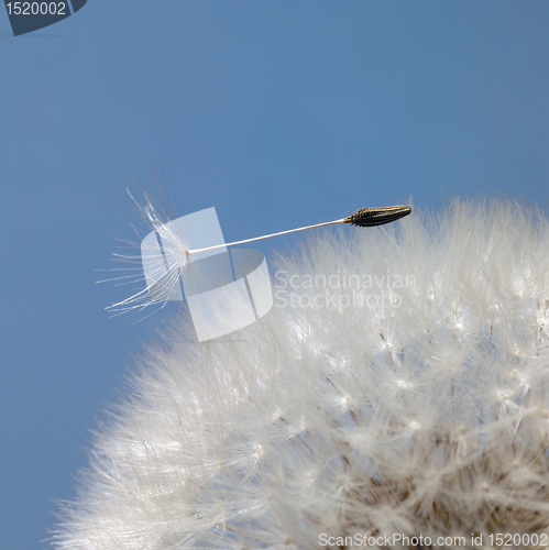 Image of dandelion seeds in blue back