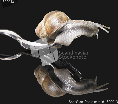 Image of Grapevine snail on fork