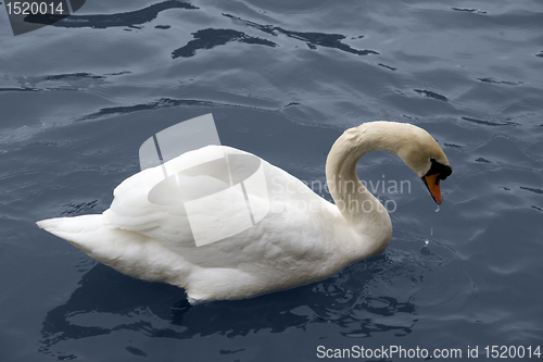 Image of swimming swan