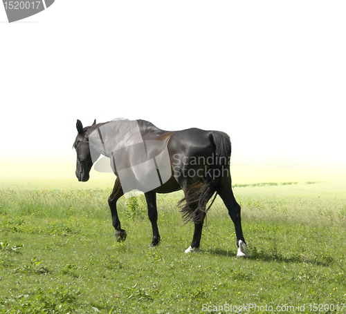 Image of horse walking away