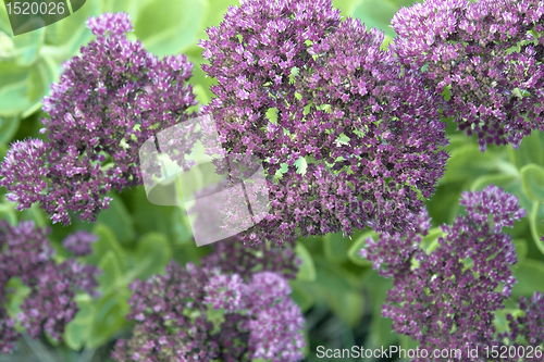 Image of violet flower clusters