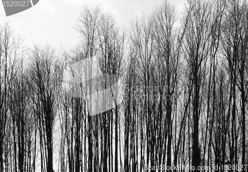 Image of leafless treetops at winter time