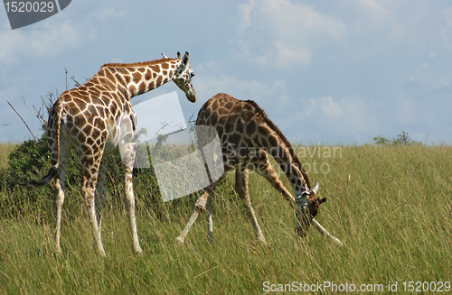 Image of Giraffes in african savannah