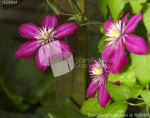 Image of intense Clematis flowers