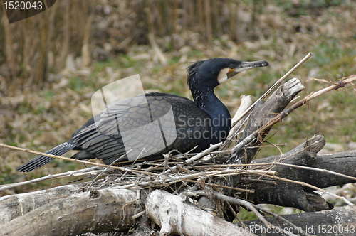 Image of nesting Great Cormorant
