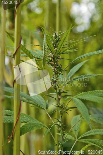 Image of hemp plant detail