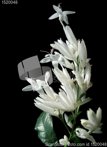 Image of exotic white flower