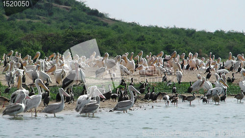 Image of lots of african birds riverside