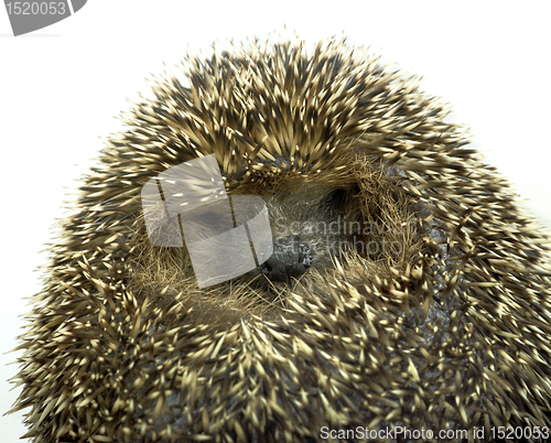 Image of rolled-up hedgehog portrait