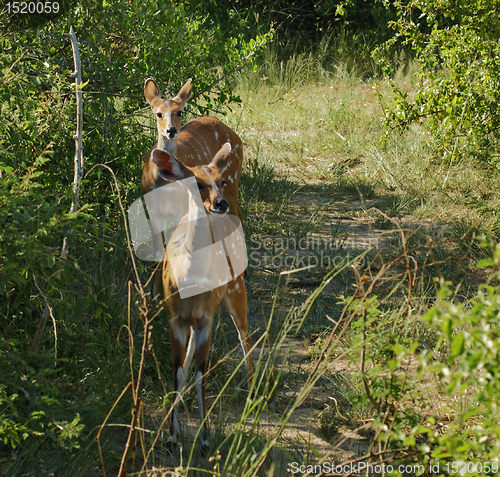 Image of Bushbucks