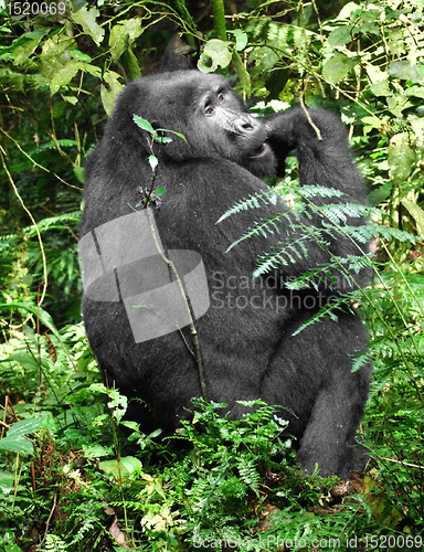 Image of Mountain Gorilla in green vegetation
